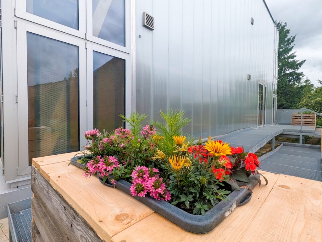 Wildblumen und Gemüsepflanzen vom Kleingartenverein Merzenich e.V.